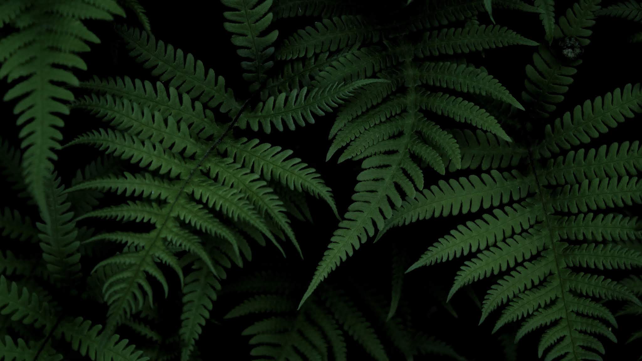 Fern, Bush, Plant - iPhone Wallpapers