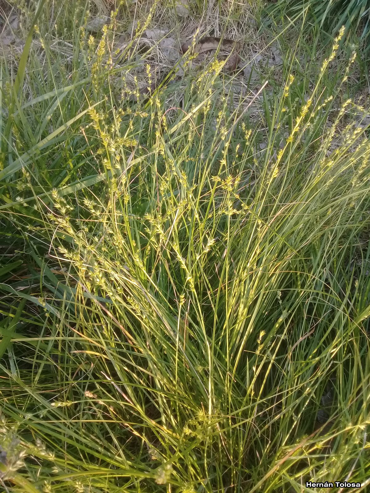 Flora Bonaerense Mansiega (Carex divulsa)