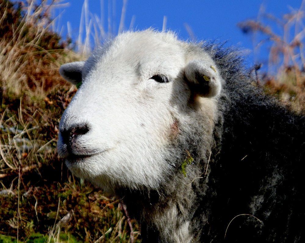 Cumbria Wildscapes Herdwick Sheep