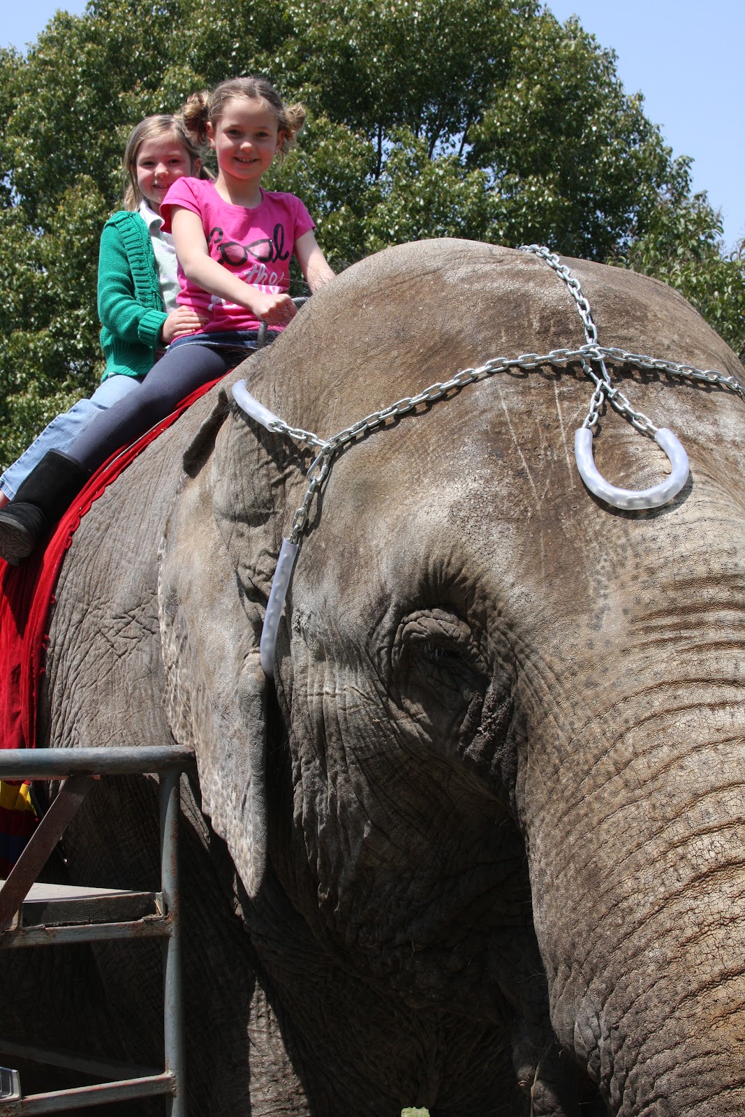 The Shanghai Experience: Shanghai Wild Animal Park