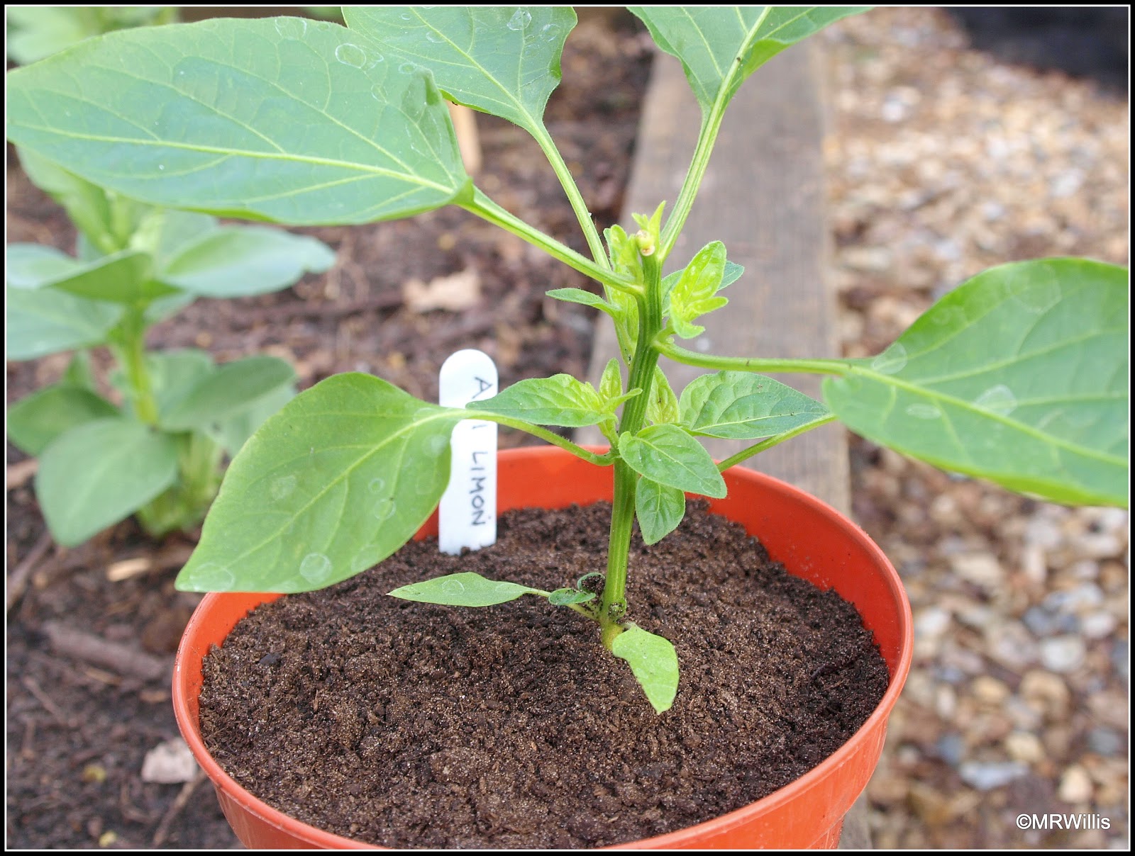 Mark's Veg Plot: Does pinching-out chilli plants really help?