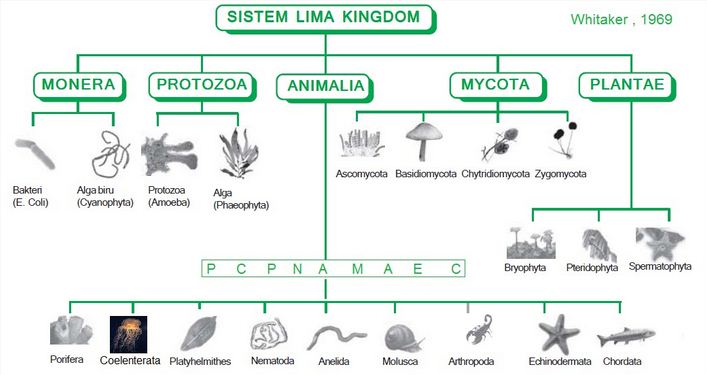 Klasifikasi Makhluk Hidup 5 Kingdom Menurut Whittaker | Berpendidikan