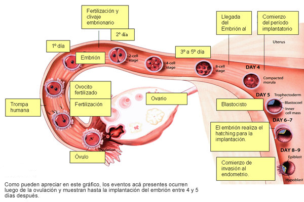 Porque falla la implantacion de embriones