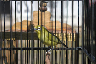 pleci over birahi pleci over birahi, pleci birahi
