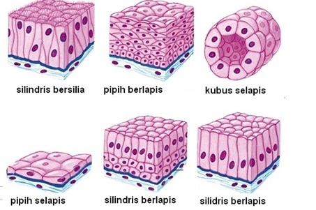 JENIS-JENIS JARINGAN HEWAN - Iwan Ridwan