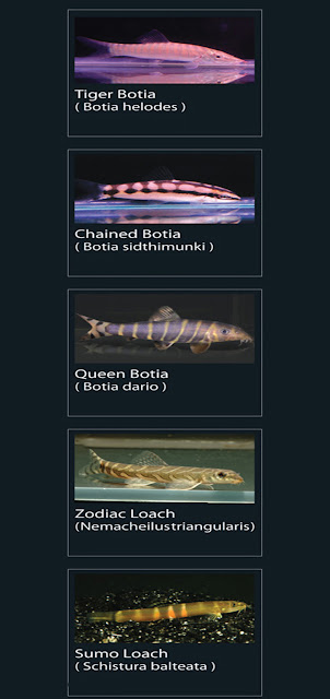 19. Tiger Botia  Nama Lain Botia Helodes  20. Chained botia  Nama Lain Botia sidthimunki  21. Queen botia  Nama Lain Botia dario   22. Zodiac Loach  Nama Lain Hemacheilus triangularis  23. Sumo Loach   Nama Lain Schristura balteata  