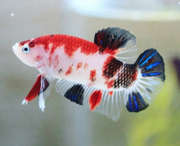 Perbedaan Ikan Cupang Koi Dan Fancy Cupang Sehat
