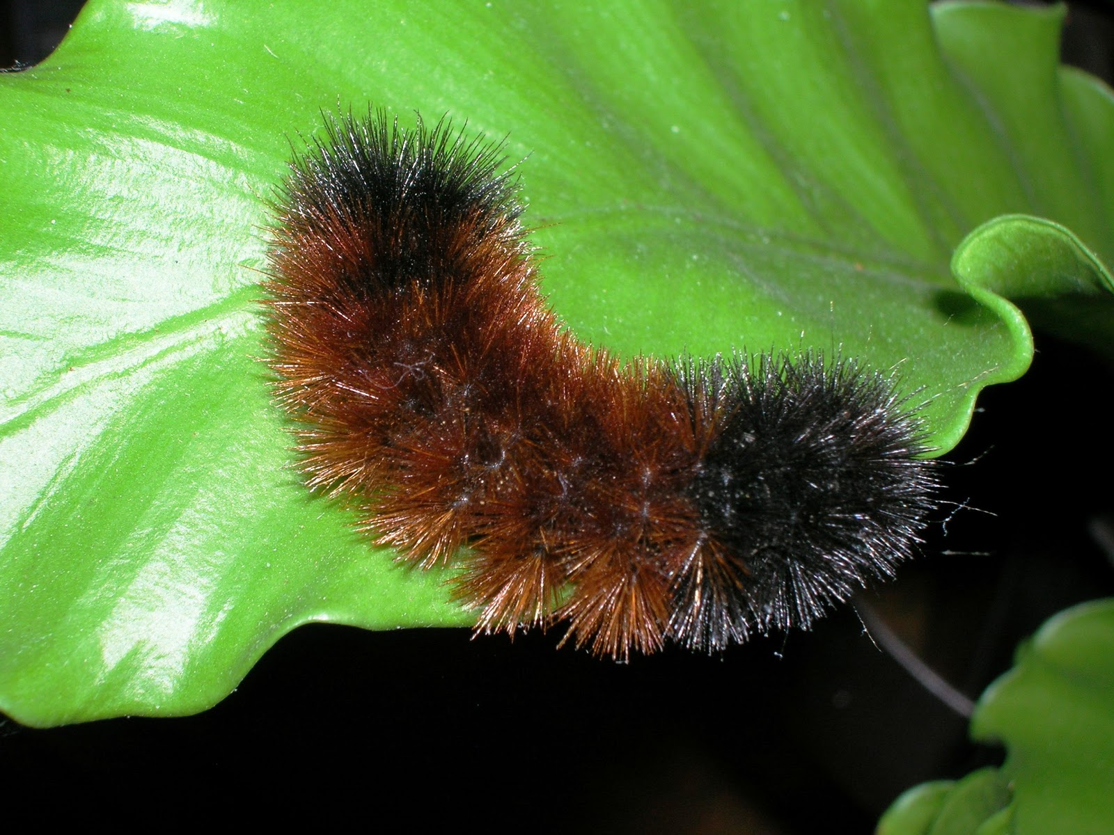 Foscoe Rental's Blog