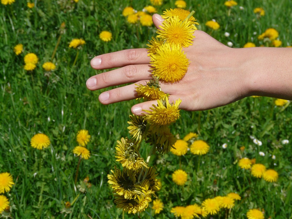 How to make dandelion oil (it's super easy!) Feathers in the woods