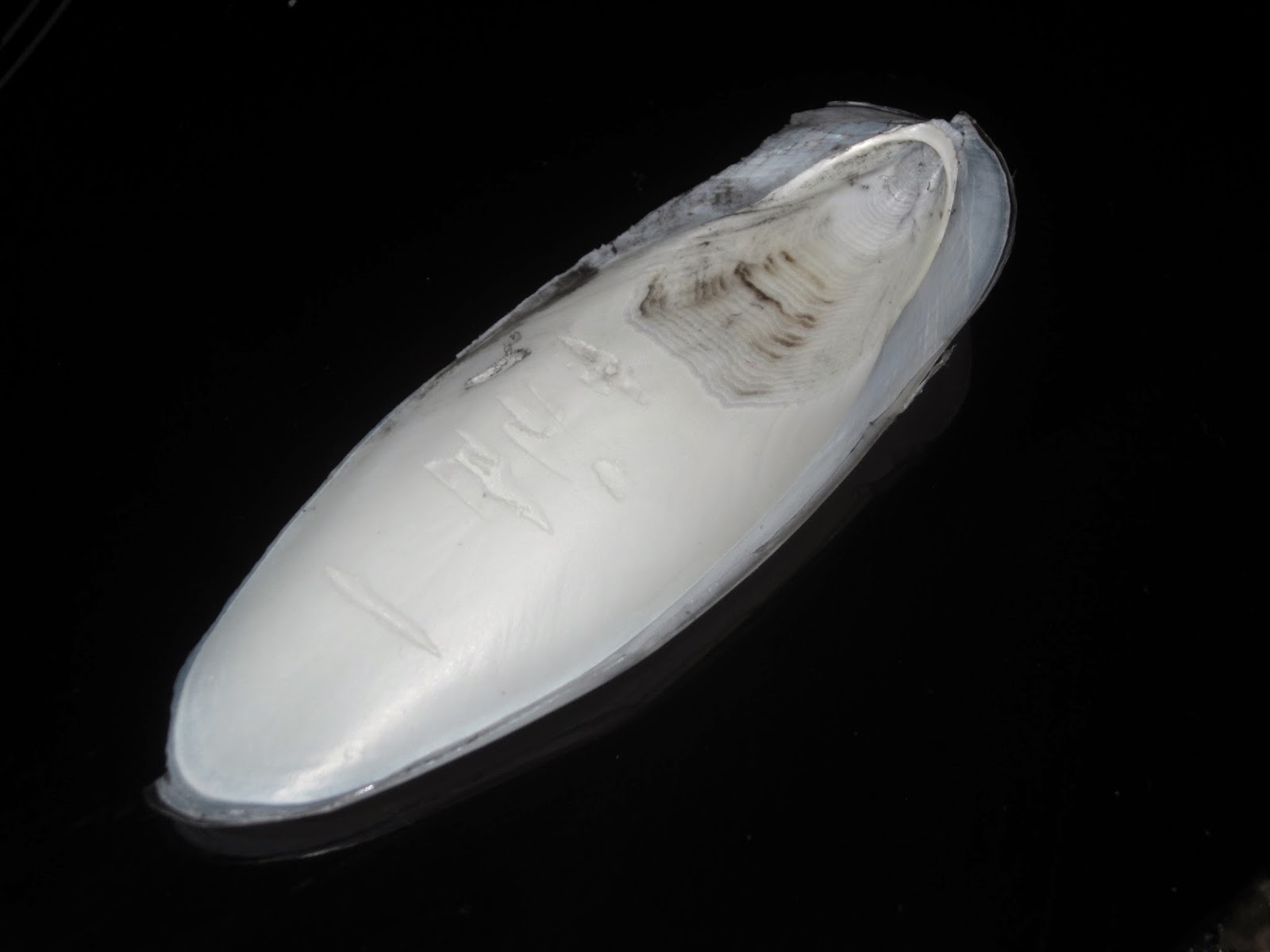 El rincón de Mundín LOS CEFALÓPODOS EL CALAMAR, LA JIBIA