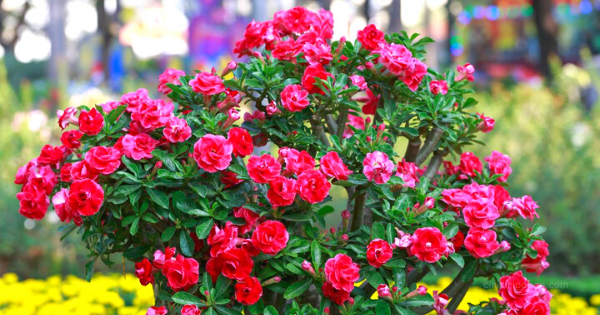15 Tanaman  Hias Bunga  Murah Yang  Indah dan Menarik 