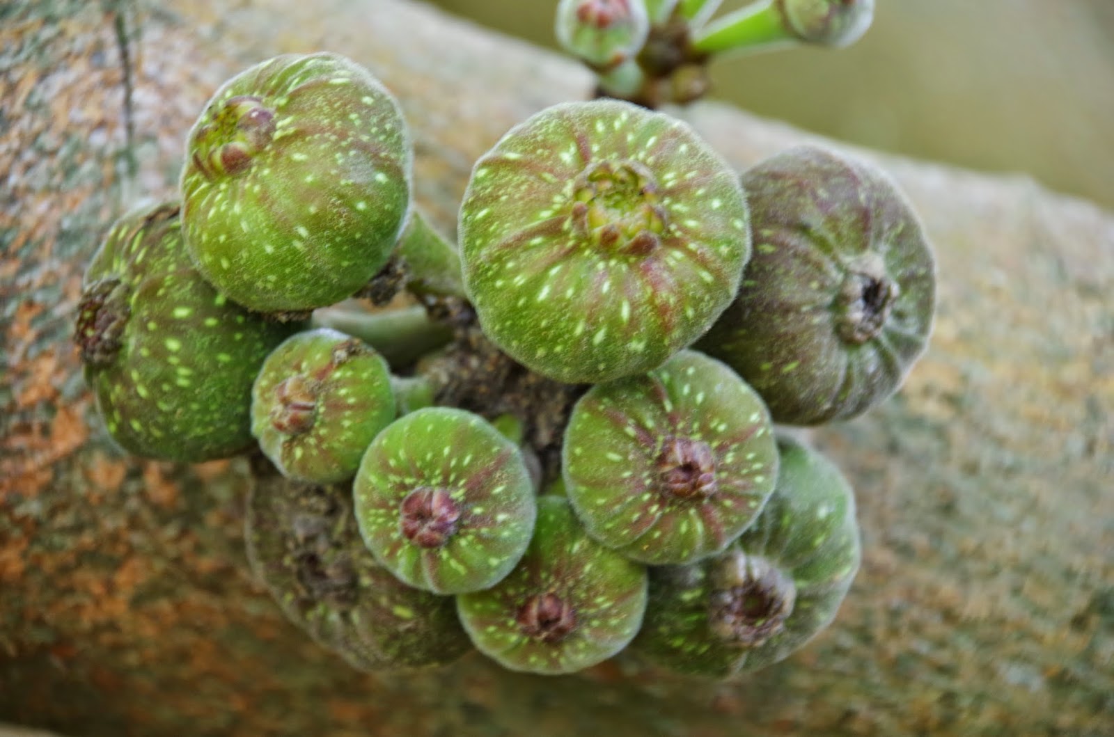 Trees and Plants: Broad leaf Fig, Elephant Ear Fig, Roxburgh Fig