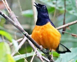 Ciri Khusus Burung Murai Batu Dari Kalimantan Yang Perlu Anda Ciri Khusus Burung Murai Batu Dari Kalimantan Yang Perlu Anda