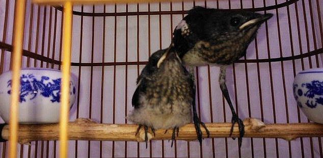 Inilah Ciri Ciri Kacer Trotol Jantan Dan Betina