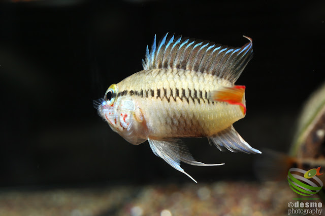 Apistogramma sp. D28