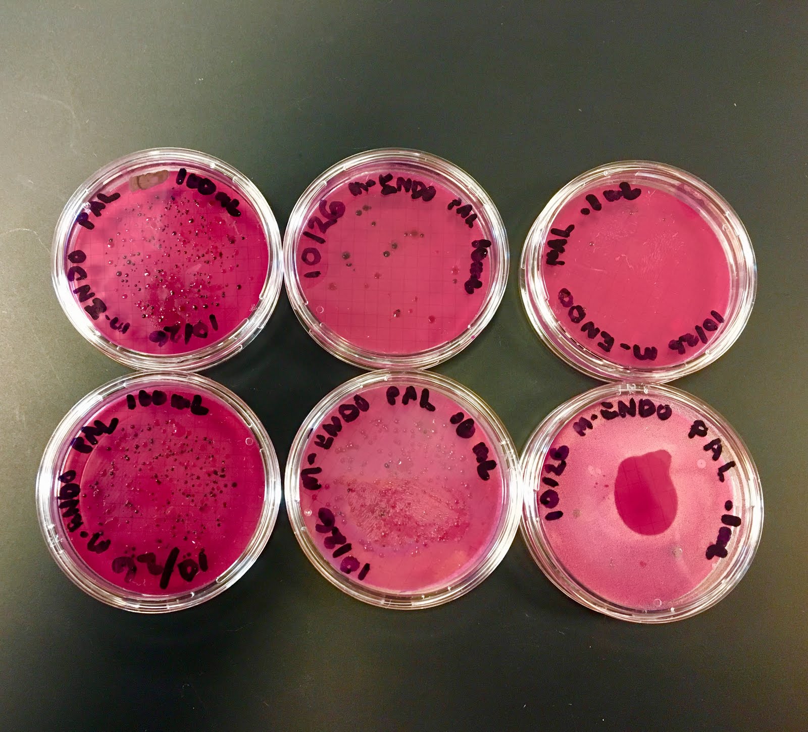 Lab 6 Coliform Determination by the Membrane Filter Technique