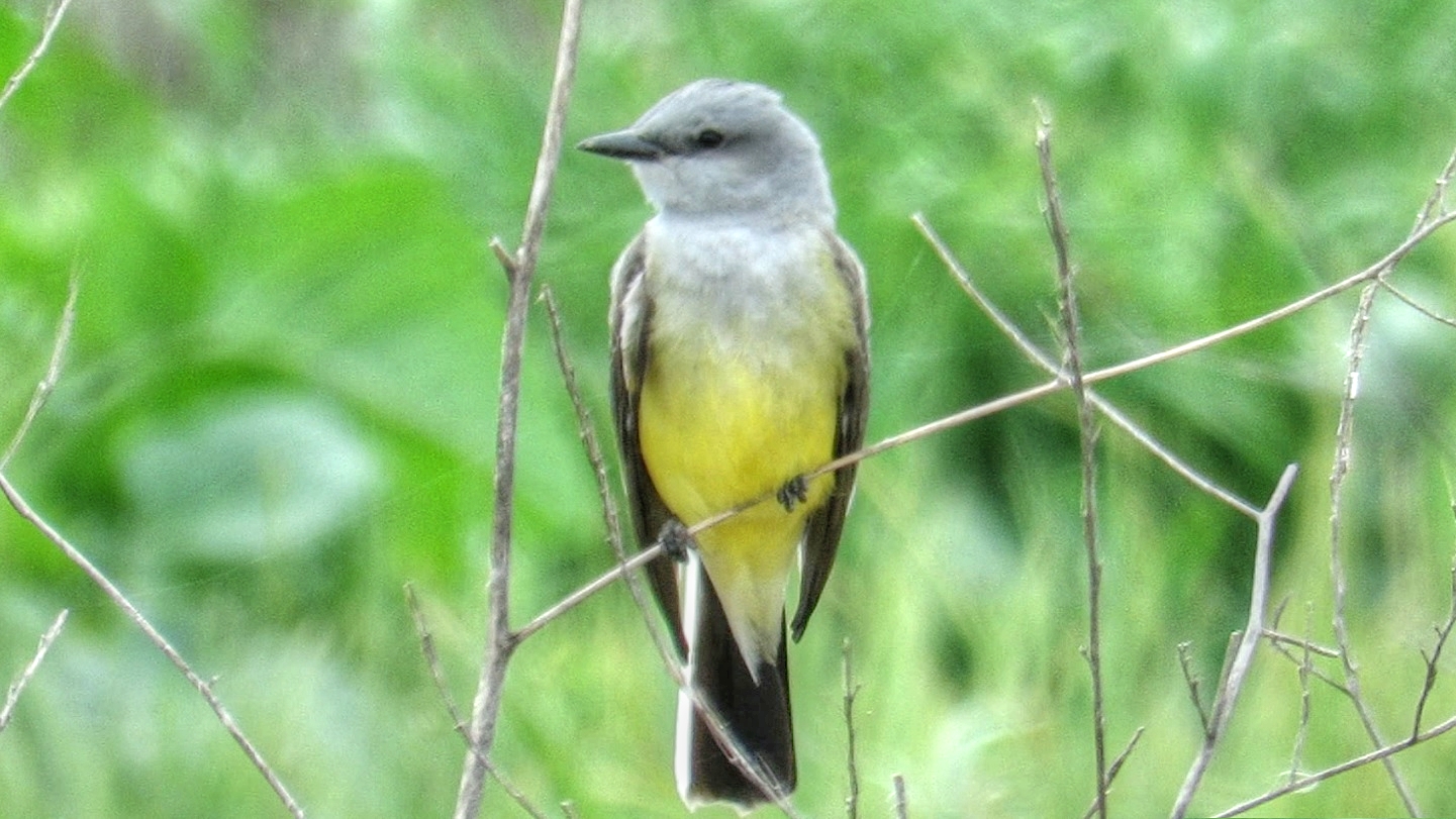 Backyard Birding....and Nature: Western Kingbird