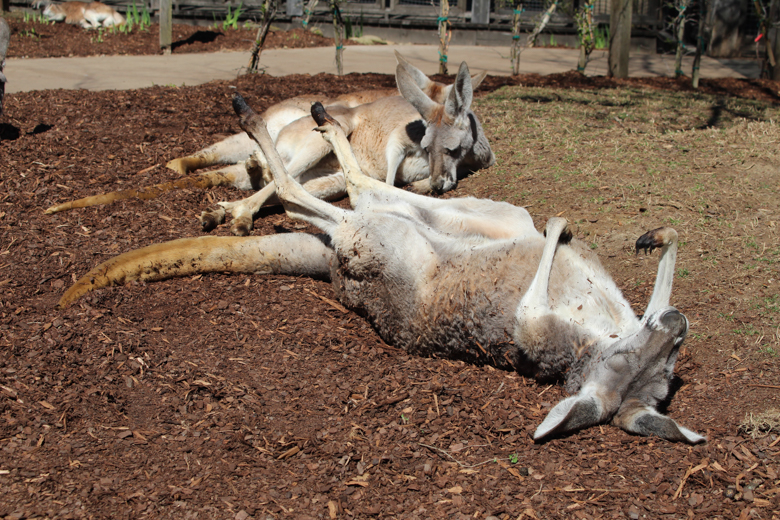 Craft Knife You Can Pet Kangaroos at the Nashville Zoo