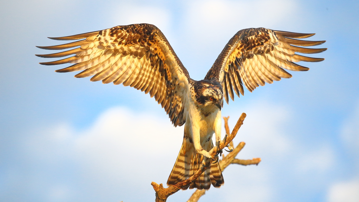 Shooting from the hips On your marks, Set, GO!