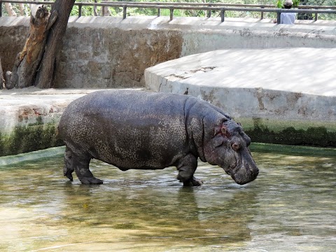 HIPPOPOTAMUS PHOTOGRAPHY BY GAURAV SINGH | GRV CREATIVE BY CREATION