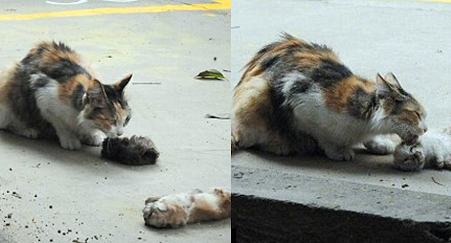 Mengharukan, Induk Kucing Ini Mencoba Membangunkan Anaknya yang Telah Mati Mengharukan, Induk Kucing Ini Mencoba Membangunkan Anaknya yang Telah Mati