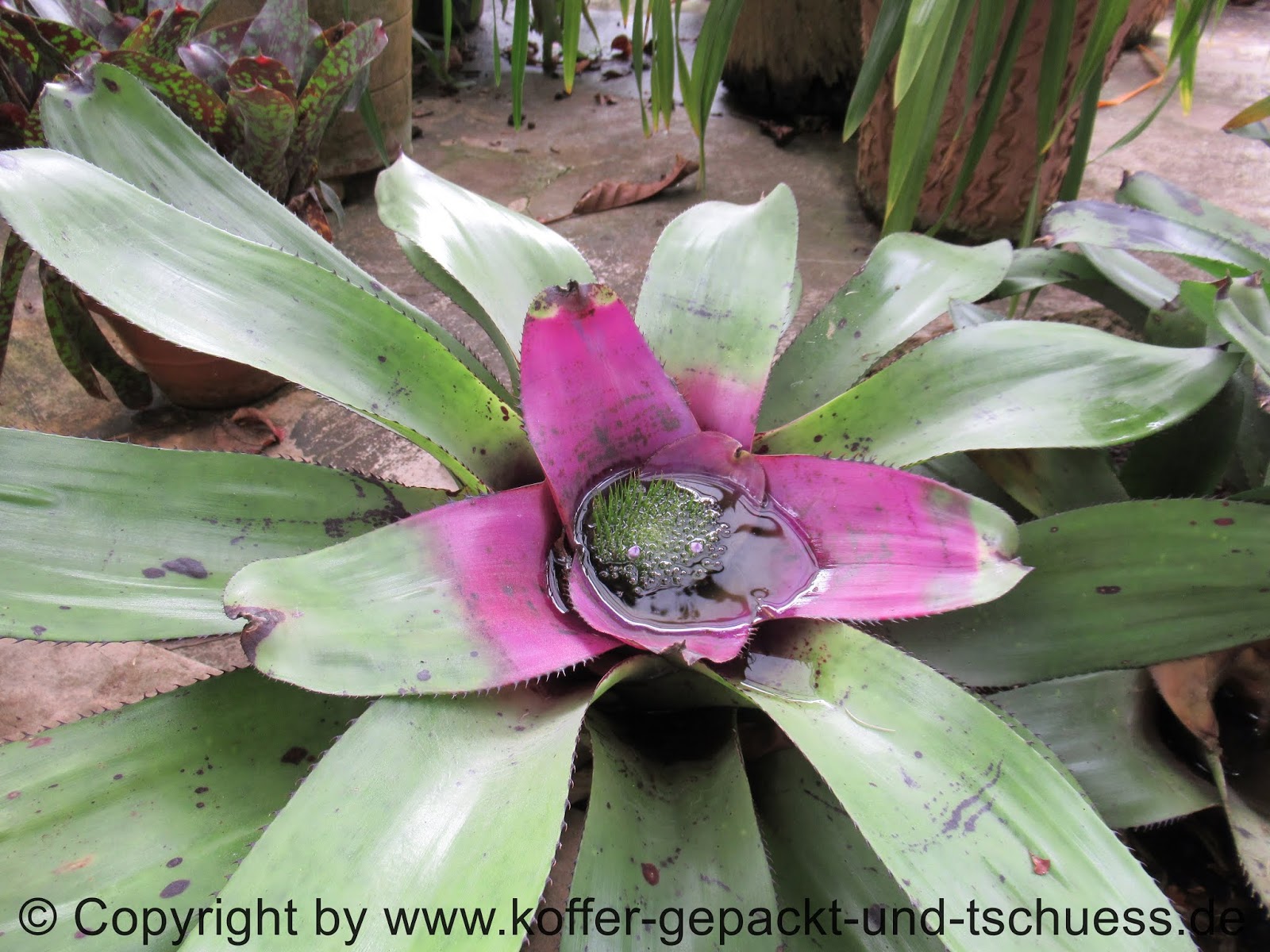 Warum Ich Mich In Gran Canaria Verliebt Habe Video Written In