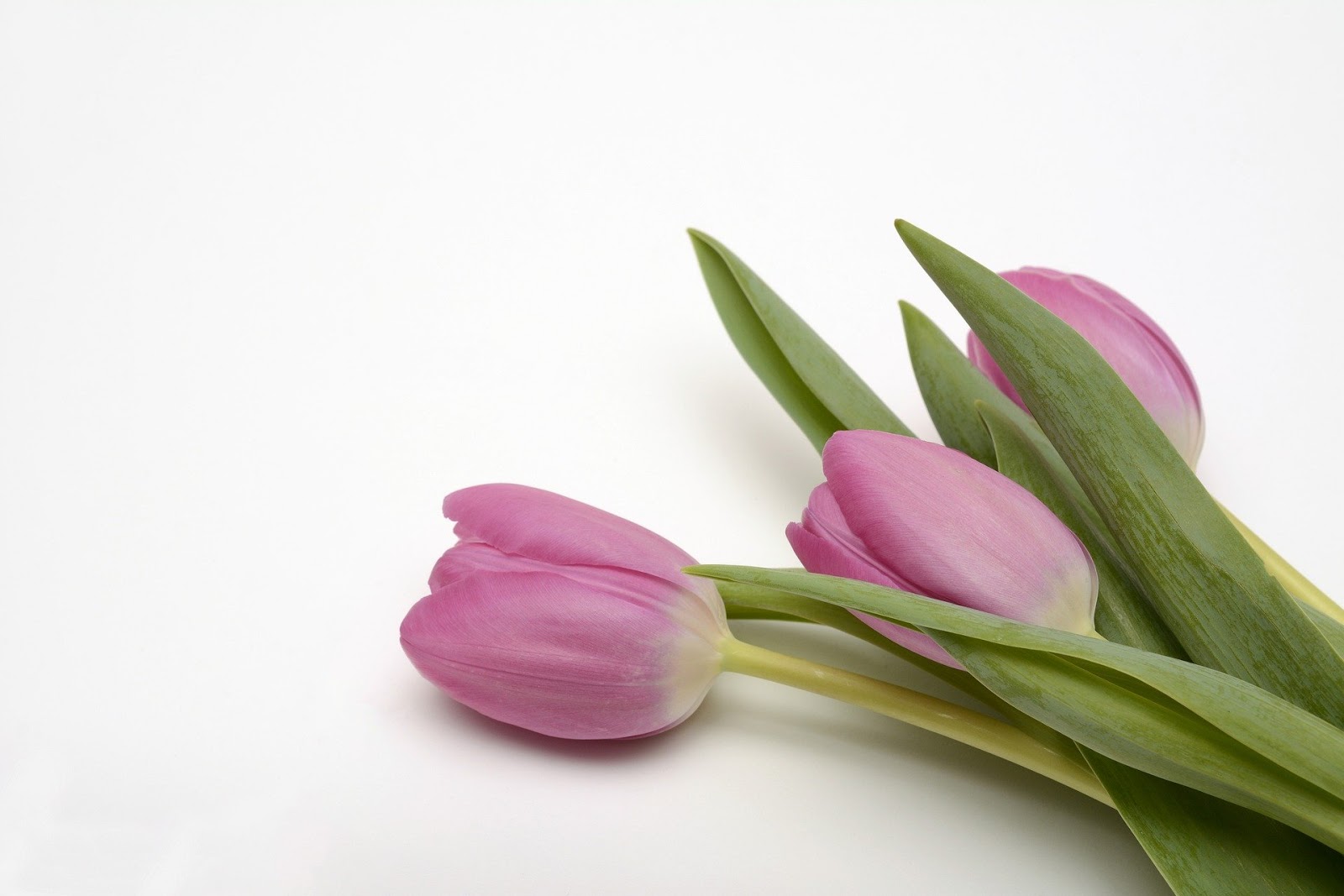  bunga tulip juga salah satu jenis bunga yang terkenal di indonesia 15+ Gambar Bunga Tulip Indah