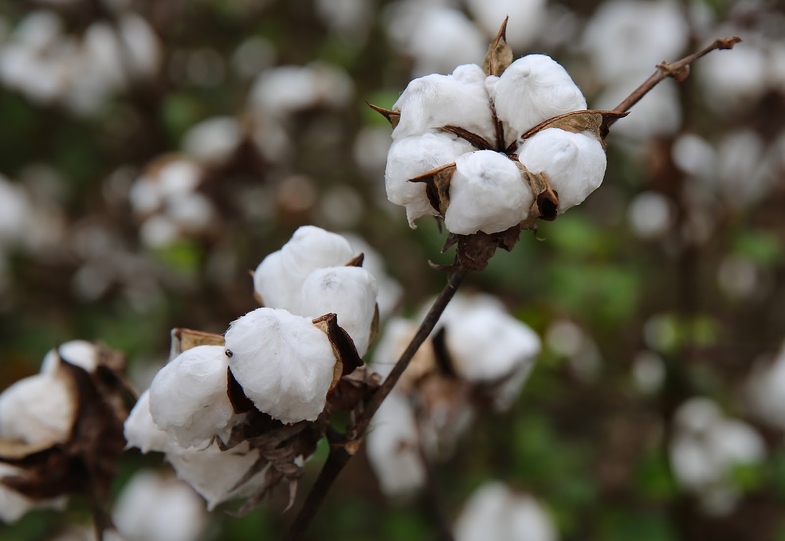 Sweet Southern Days "In Them Old Cotton Fields Back Home"