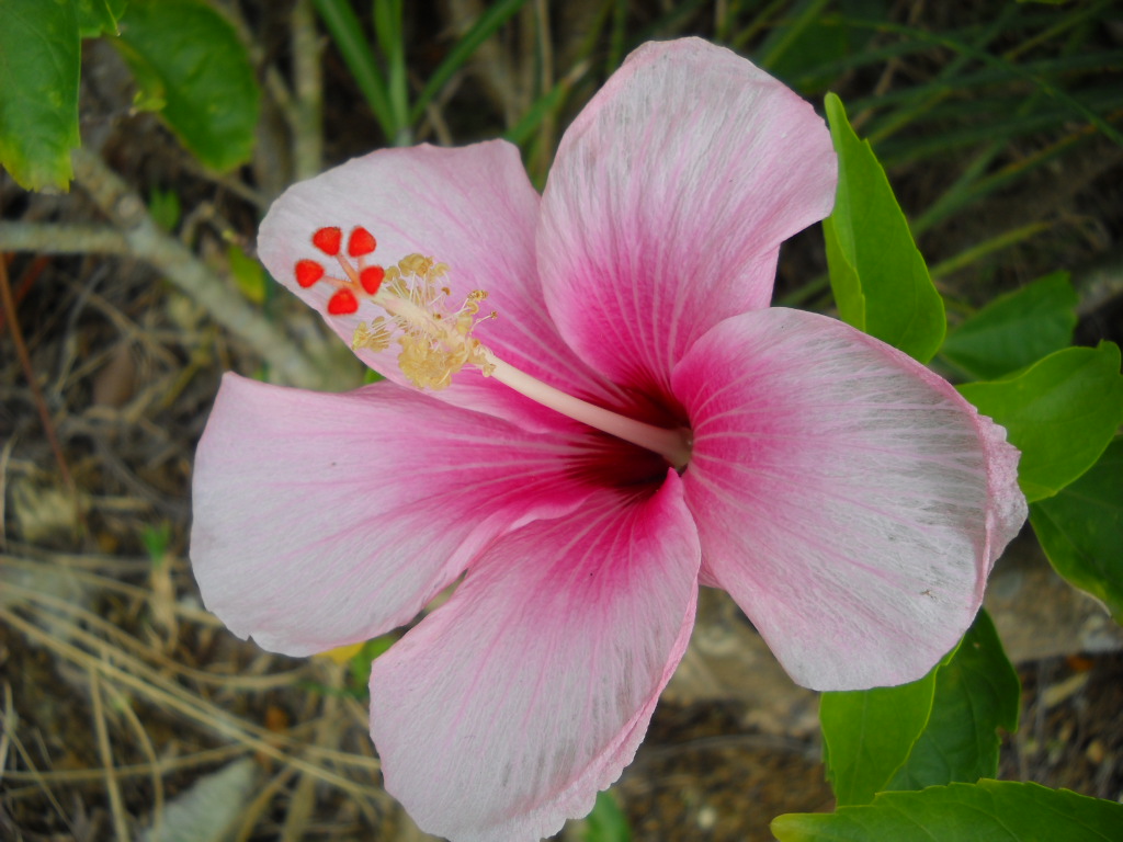 Daily Glimpses of Japan Beautiful Flowers Of Okinawa