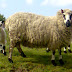 Kerry Hill