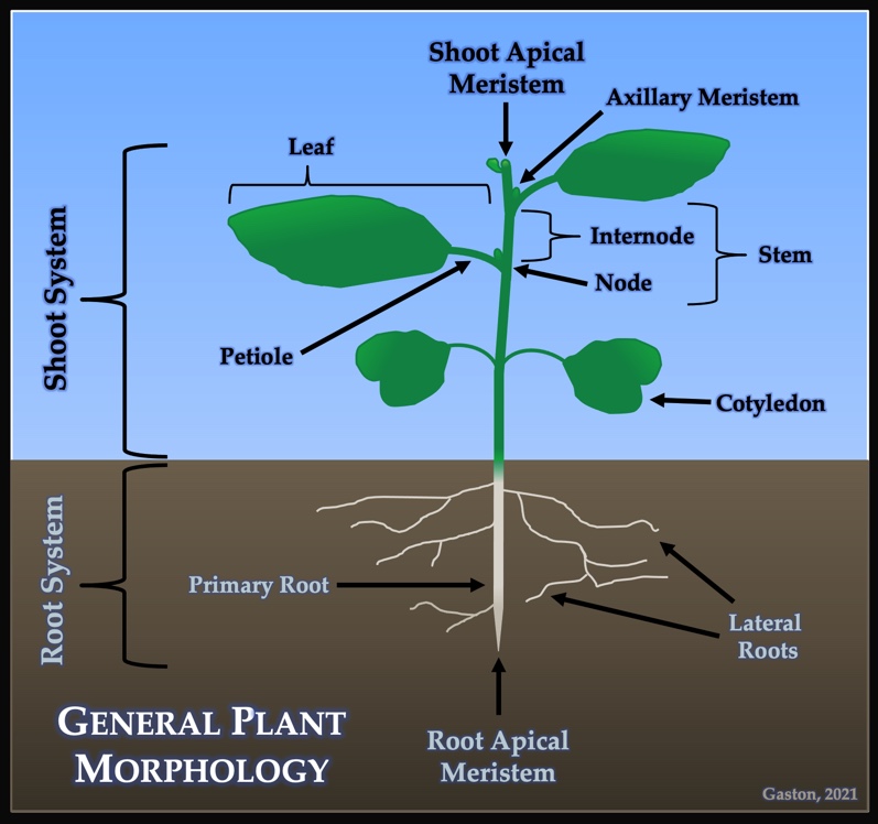 II. An Introduction to Plant Morphology Shoots and Roots!