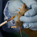 103 people killed by Lassa fever in 16 states in Nigeria