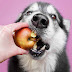 Μπορεί να τρώει όσο μήλο θέλει ο σκύλος;...
