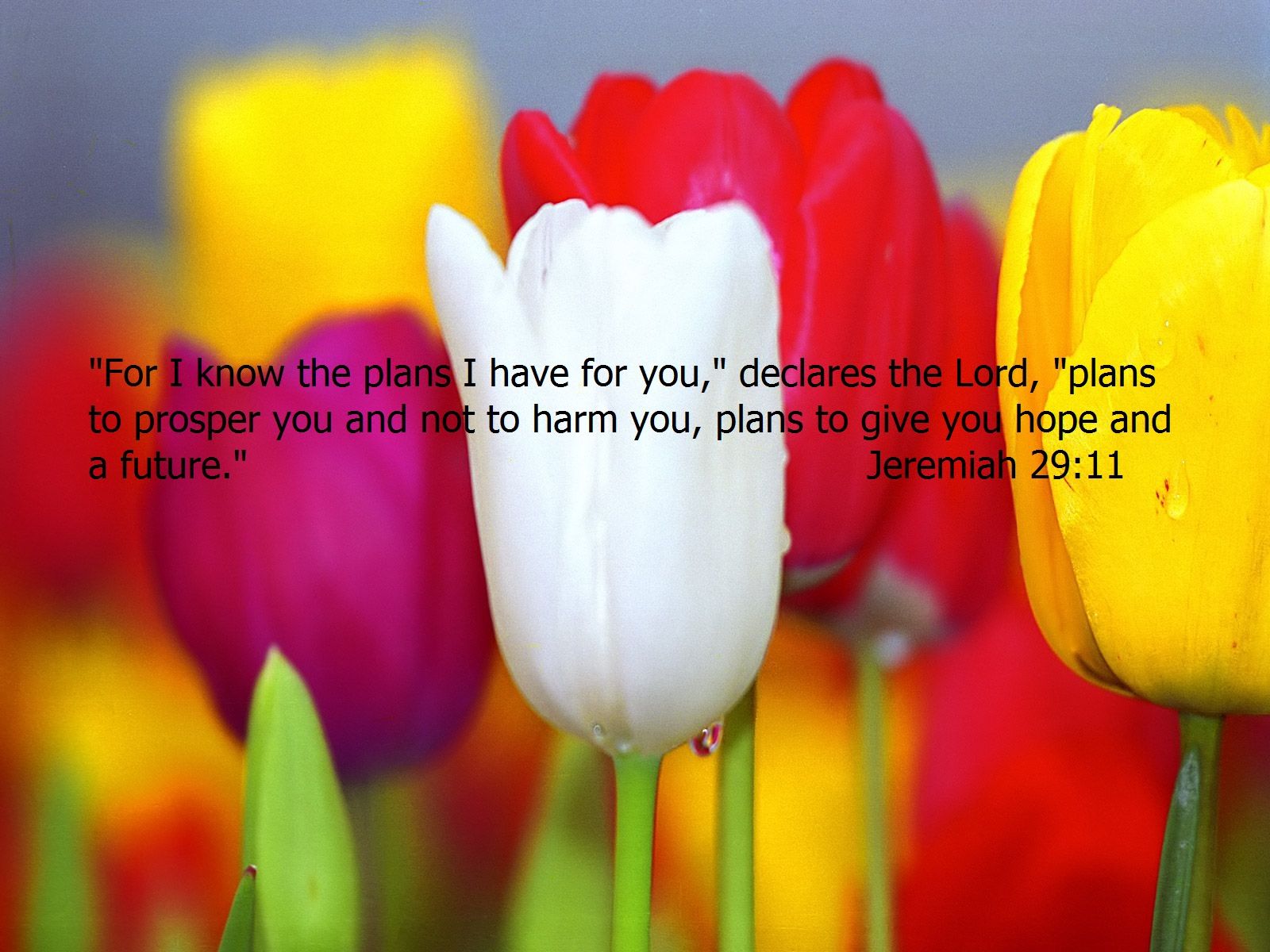 My First Verse Wallpapers 1600*1200 - Bible Verses