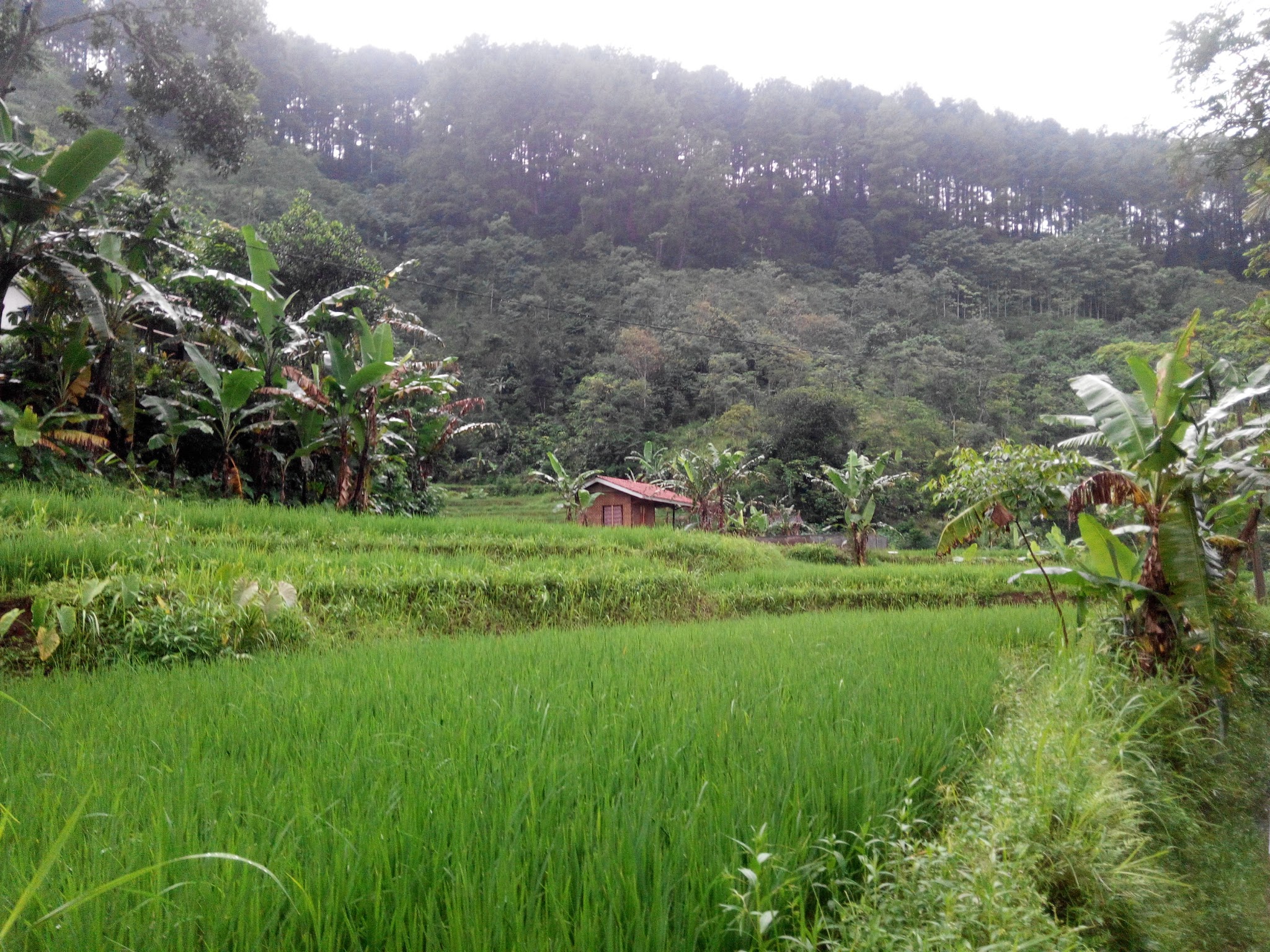 78 Background Zoom Hutan free Download My