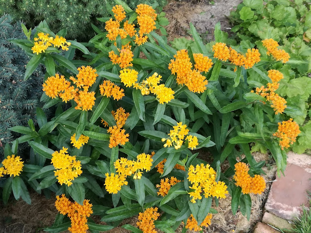 asclepias tuberoza