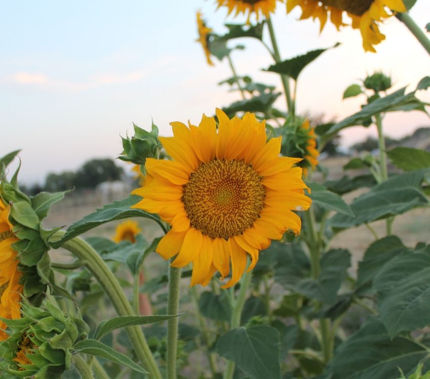 How to Grow Sunflowers Successfully A Frugal Homestead