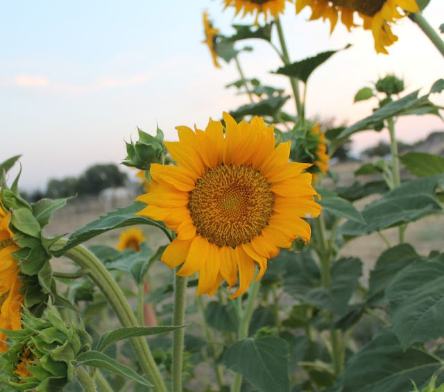 How to Grow Sunflowers Successfully