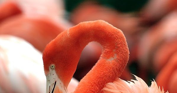 flamingo rosado em extincao