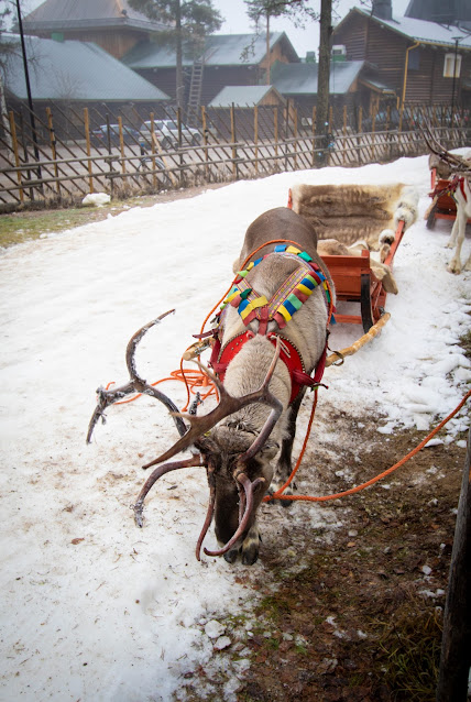 Slitta trainata dalle renne-Villaggio di Babbo Natale-Rovaniemi
