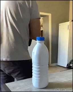 Funny Cat GIF • When your Ninja cat is the winner of the Bottle cap challenge. Purrfect kick in slow motion [ok-cats.com]
