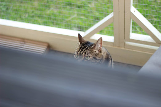 tabby cat