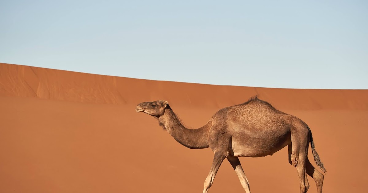 スポーツコートを着たカルロ・アクティスの遺体がアッシジの教会で露出される(出典:ウィキメディア・コモンズ)