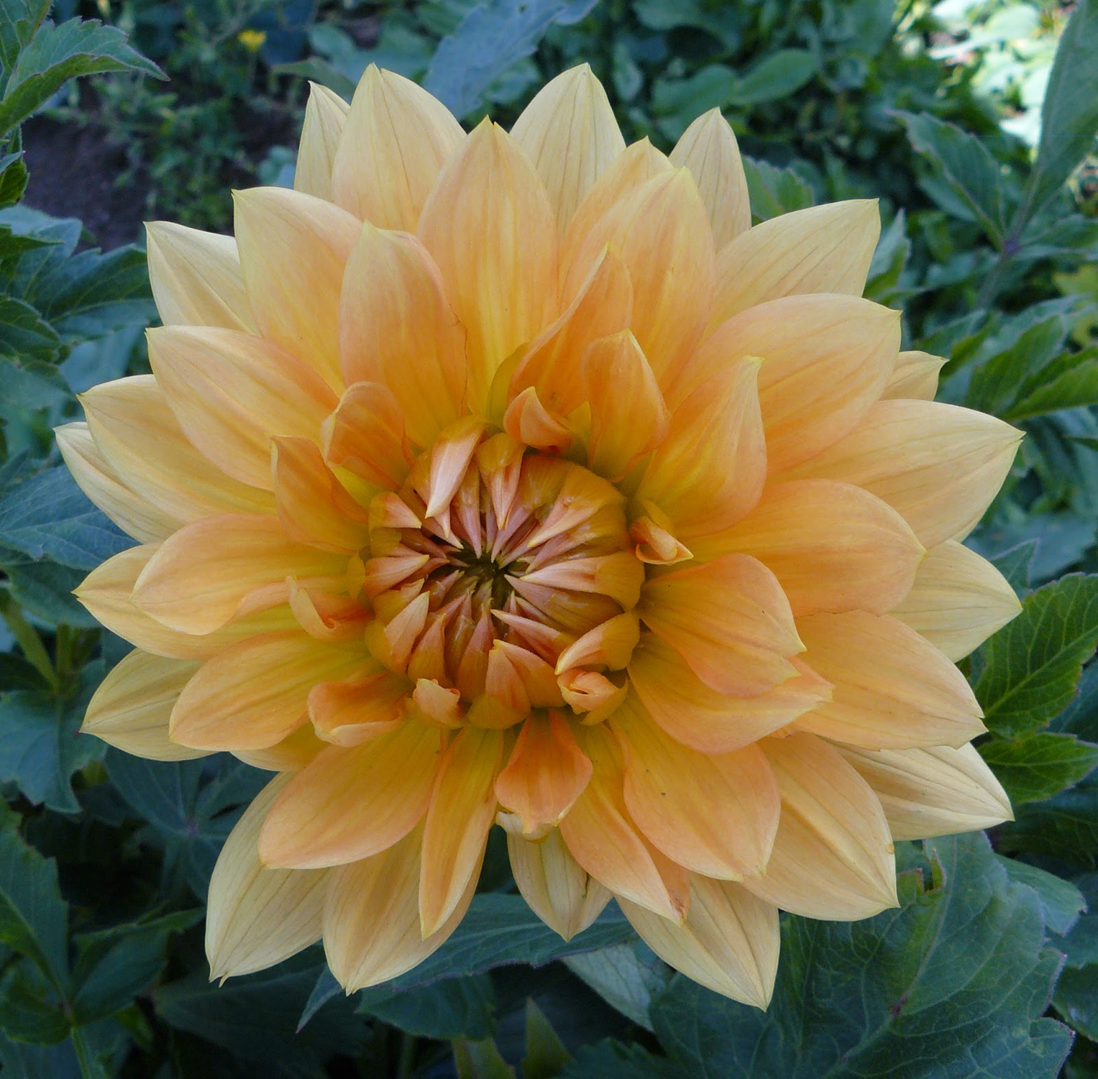Clear Creek Dahlias Dahlia Gallery