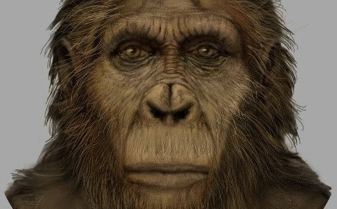 [LENGKAP] Manusia Purba Australopithecus Africanus dari Afrika