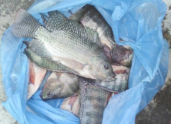 Alternatif Umpan Mancing Ikan Mujair di Danau Selain Lumut
