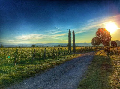 farra collio vigne