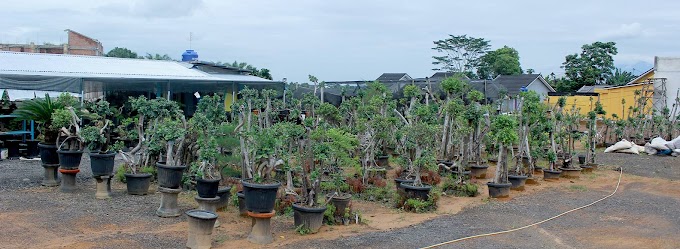 Bonsai TAMAN BERINGIN 