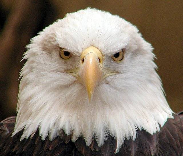 Assembleia de Deus Itatinga O SEGREDO DA AGUIA