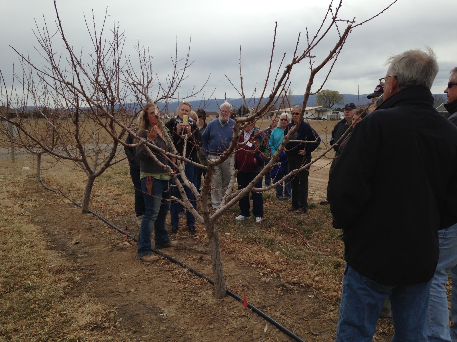 COHorts Dormant Oil and Pruning Fruit Trees